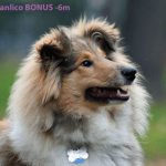 Branlico BONUS - 6 months