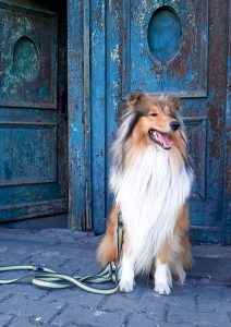 Branlico CARMEL – Karmel-Mel-Meluś